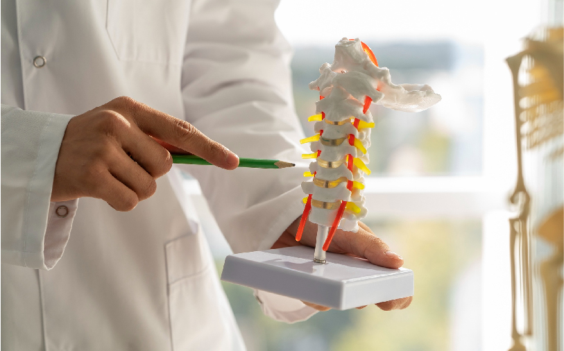 What Are The Phases Of Rehabilitation In Spinal Cord Injury?